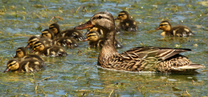 figli genitori e nonni rappresentati da una famiglia di anatre che nuotano nell'acqua