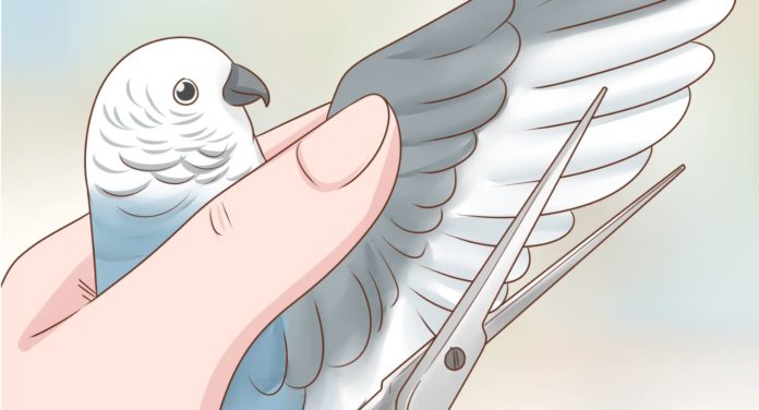 fibromialgia nella foto un disegno diun uccellino tenuto in mano e una forbice che sta per tagliargli le ali