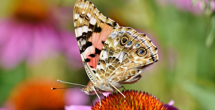 Eleganza di una farfalla multicolore posata su un fiore rosso