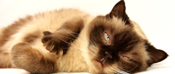 amore e allergia: primo piano di un gatto siamese disteso sulla schiena