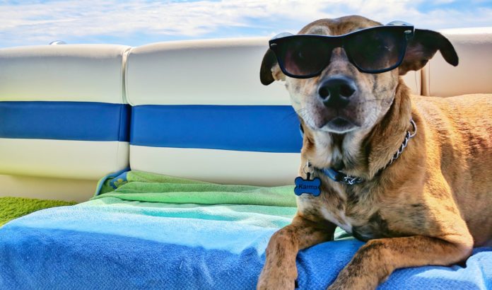 Cane in vacanza con occhiali da sole sdraiato su materassino e asciugamano