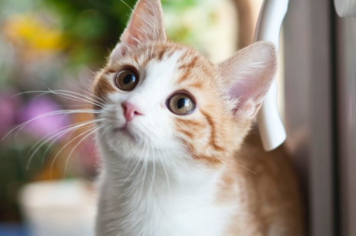 occhi di un gatto rossiccio e bianco