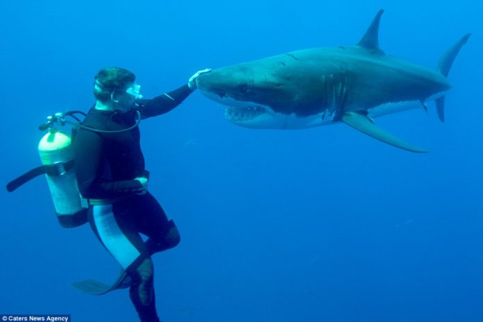 Un sub tocca il muso di uno squalo bianco