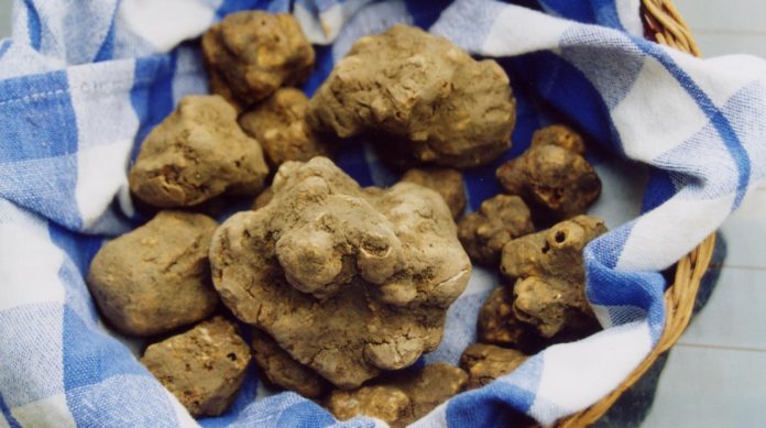 Un tartufo grande in un cestino insieme ad altri tuberi piu piccoli