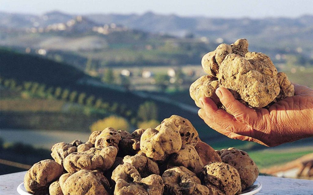 tartufo bianco grosso come un palmo di una mano, tenuto proprio in mano da un uomo che lo prende da un piatto pieno di altri tartufi