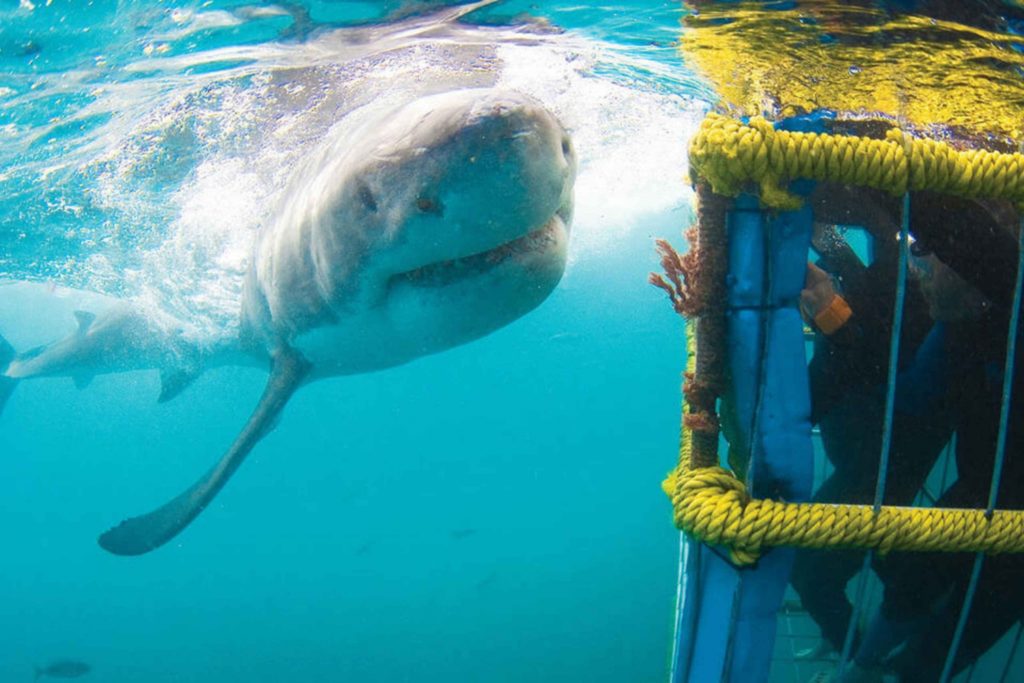 Persone chiuse in una gabbia immersa sott'acqua e uno squalo bianco che nuota davanti una avventura indimenticabile.