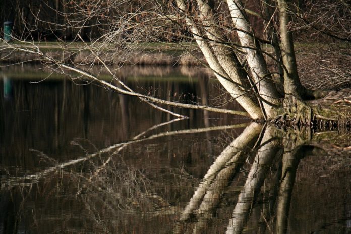 uno specchio d acqua con della vegetazione per immagine delle industrie fluviali