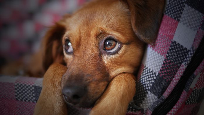 eutanasia e cani che fare? un cane con gli occhi tristi