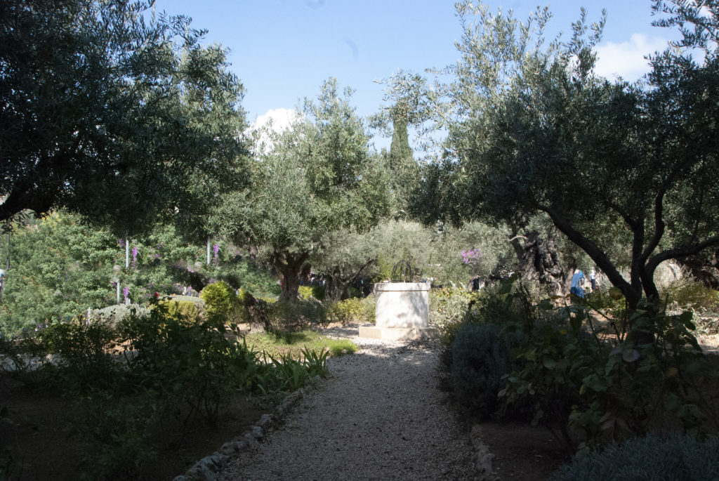 il giardino del getsemani con gli ulivi dove jesus pregava