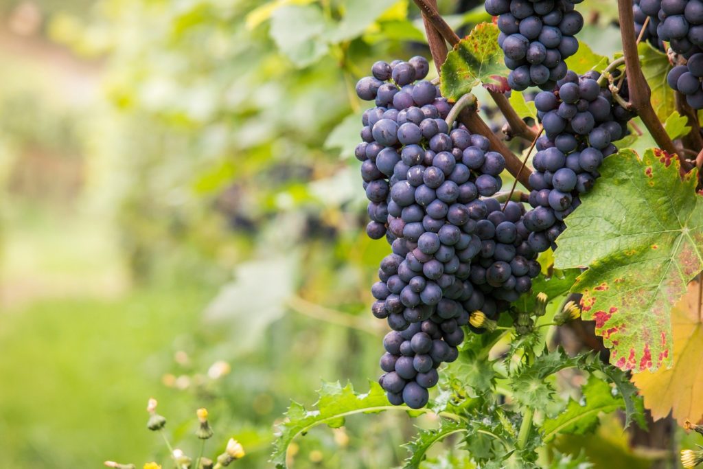 dei grappoli d'uva rossa attaccati alla vite per fare il vino brunello, cin foglie di vite verde intorno