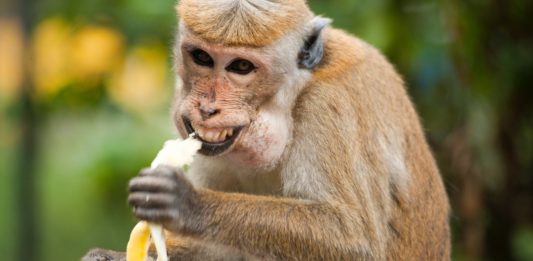 una scimmia mangia una banana, un'ironia al caso Cattelan e Datuna