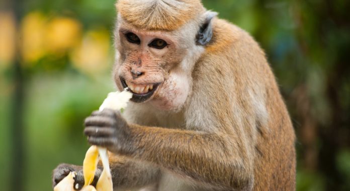 una scimmia mangia una banana, un'ironia al caso Cattelan e Datuna