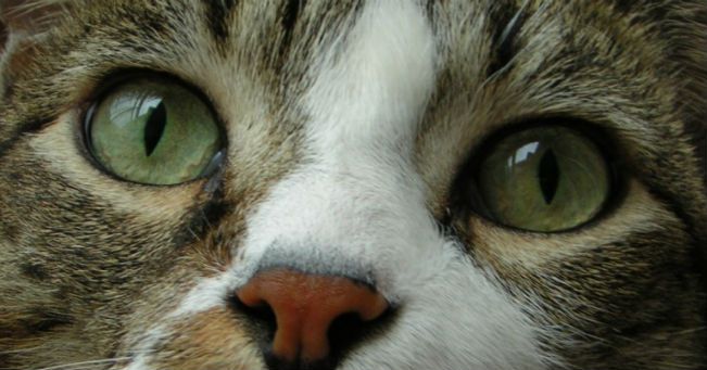 gli occhi di un gatto con le pupille stette