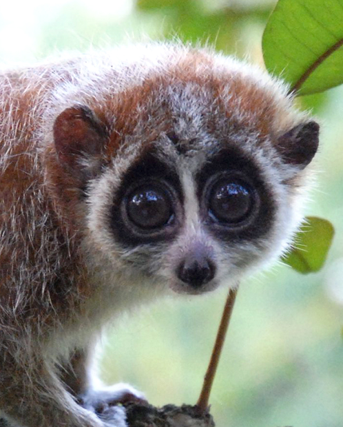 un loris lento, dietro c'è un piccolo rametto con delle foglie verdi