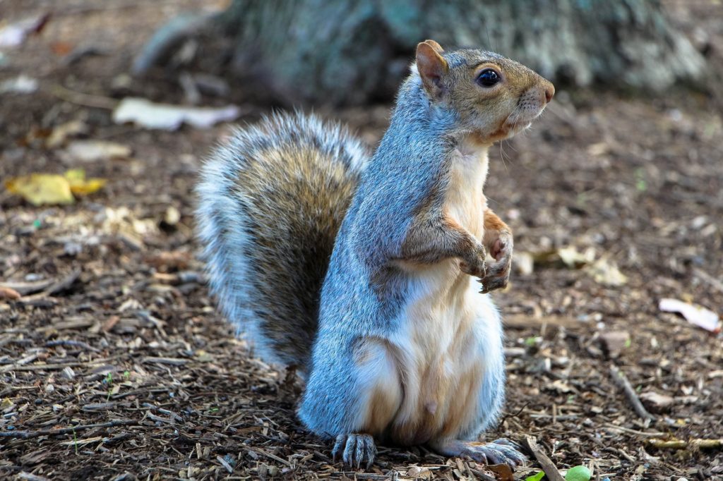 mondo animali pericolosi: uno scoiattolo dritto sulle zampe posteriori