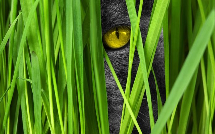 pupille del regno animale, tra fili d'erba si intravede l'occhio giallo di un gatto siberiano grigio