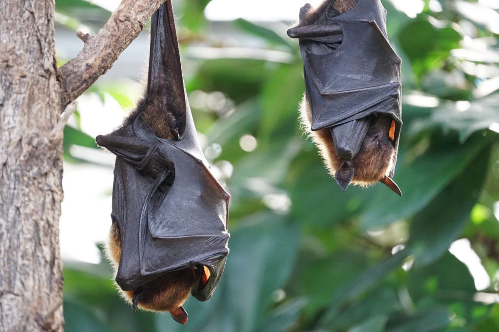 Animali e comportamenti che forse non conoscevate -  dei pipistrelli a testa in giu con le ali ripegate sul corpo dormono appensi ad un albero
