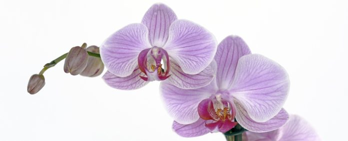 orchiday un'orchidea rosa simbolo della mostra