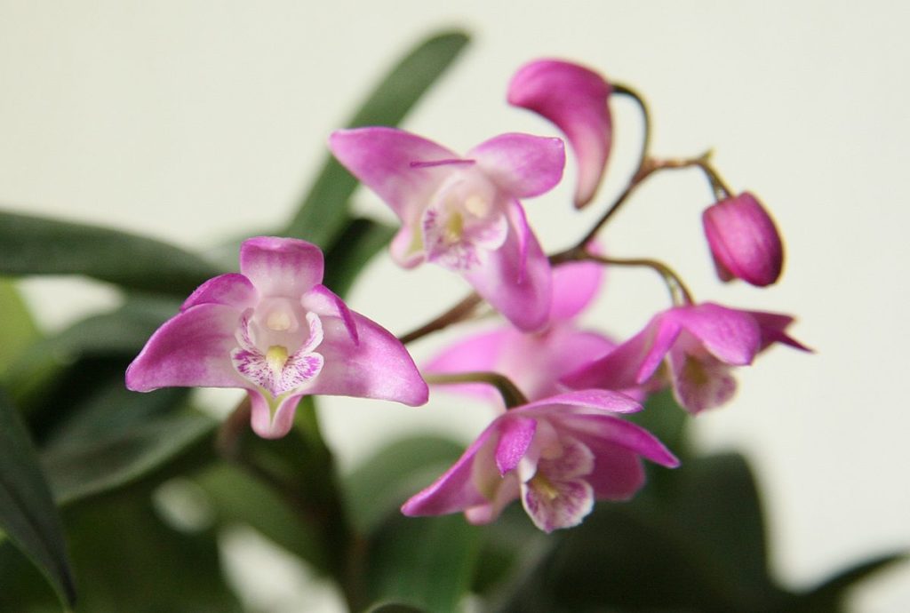 orchidea Dendrobium kingianum è un fiore rosa a bocca di leone