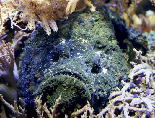 un pesce pietra di colore blu che si nasconde tra i coralli della barriera corallina