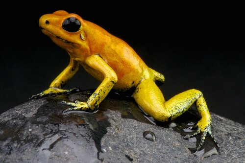 una rana dorata con gli occhi grandi e neri, su una roccia e su sfondo nero