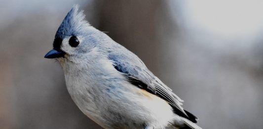 uccellino bianco e azzurro su un ramo