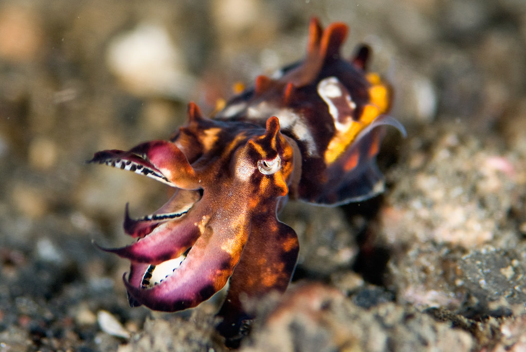 Metasepia pfefferi su sfondo marino nel suo esibizionismo con colori vivaci e colorati