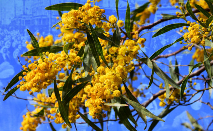 Festa della donna 8 marzo in primo piano un ramo di mimosa e sullo sfondo sfocato una folla di donne in marcia nella manifestazine della rivoluzione russa