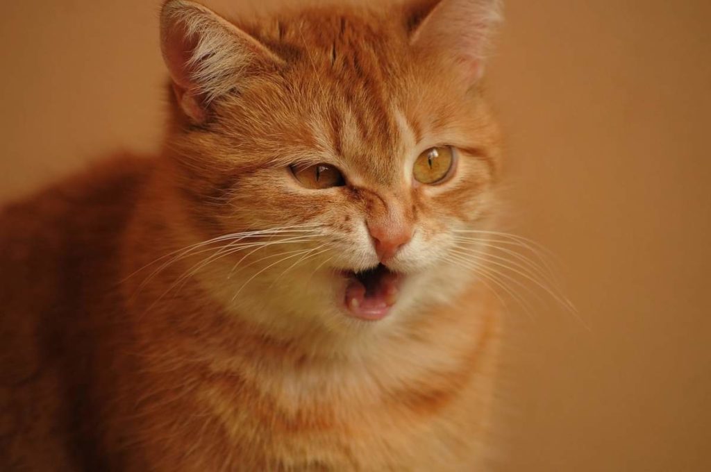 un gatto arancione fa una smorfia mentre sta per starnutire