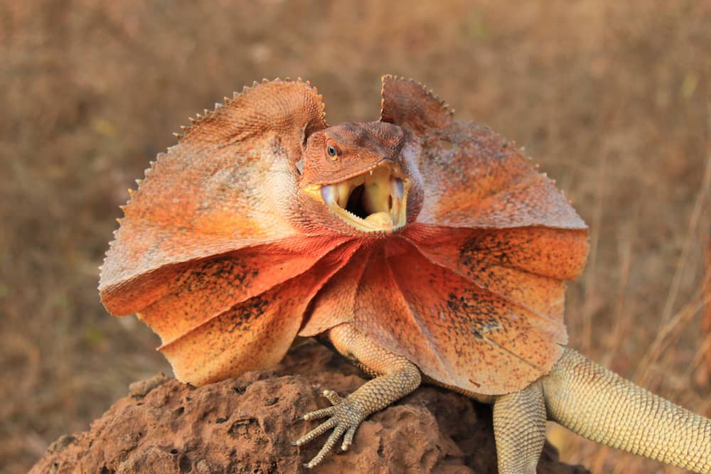 clamidosauro dalla pelle arancione, su una roccia, nel bel mezzo del suo esibizionismo mentre stende il suo collare con la bocca spalancata