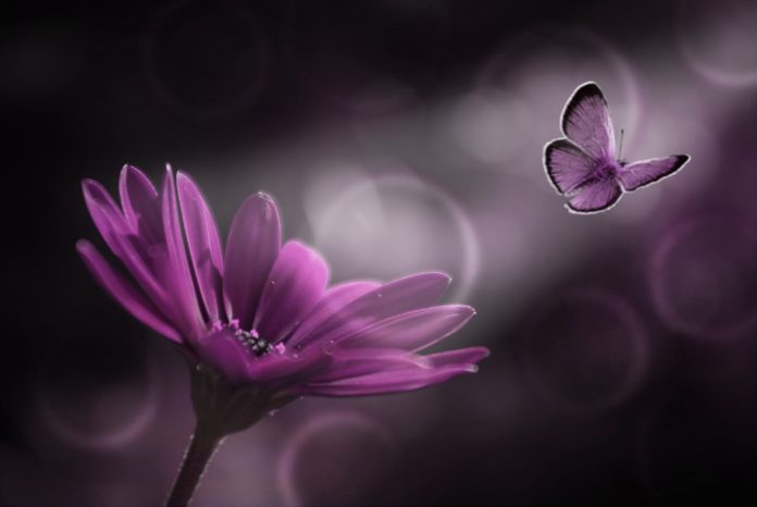 La farfalla viola: il simbolo che compare sulle culle in ospedale. una farfalla viola che lascia un fiore viola, la foto ha sfondo nero con dei cerchi sfumati