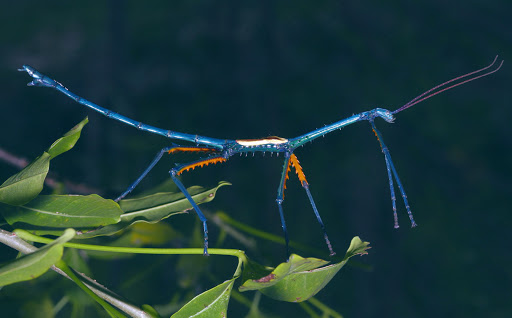 Achrioptera Maroloko, insetto stecco colorato di azzurro e arancione, su un rametto con foglie verdi, su sfondo blu scuro