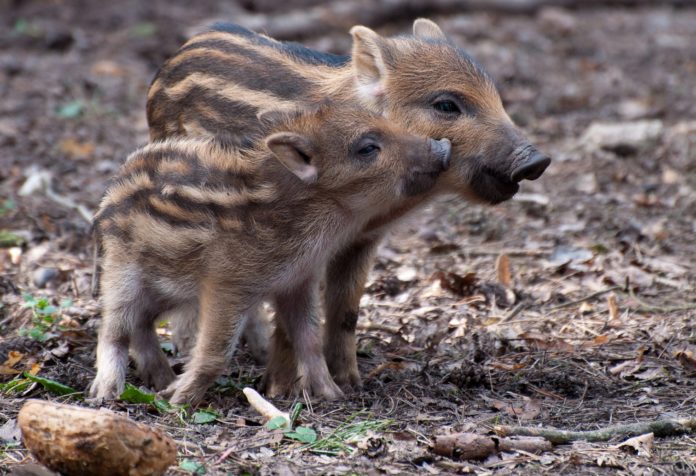 E gli animali dissero:”Mo ce ripigliamm’ tutt’ chell che è ‘o nuost” nella foto due cuccioli di cinghiali marroni