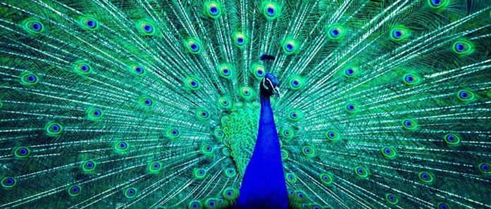 per animali esibizionisti, un pavone dalle diverse tonalità di blu con la coda completamente aperta