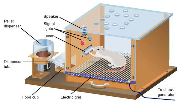 rappresentazione grafica della skinner box, esperimento di skinner con il topo