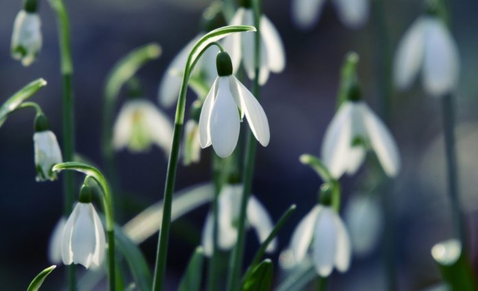 E' primavera nonostante tutto e nella foto una campanula di campo in mezzo all'erba