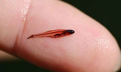 animali più piccoli del mondo : il pesce più piccolo è il Paedocypris rosso e sta sulla falange di un dito