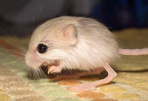Animali più piccoli del mondo :  il gerboa del Pakistan, un esemplare bianco su una coperta