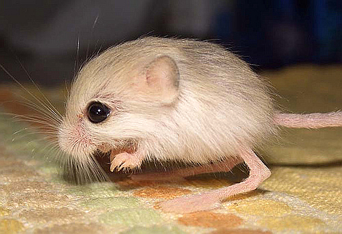 Animali più piccoli del mondo : il gerboa del Pakistan, un esemplare bianco su una coperta