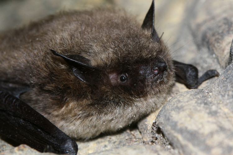 Pipistrello della specie Myotis Brandtii, in primo piano, su una roccia