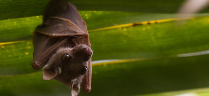 un cucciolo di pipistrello dagli occhi neri e grandi appeso a testa in giù su foglie lunghe verdi