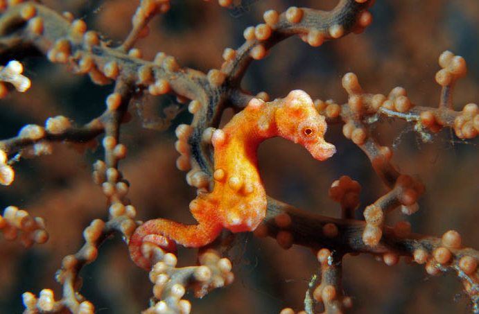 un hippocampus denise tra le gorgonie, mimetizzato con i colori della pianta subacquea arancione