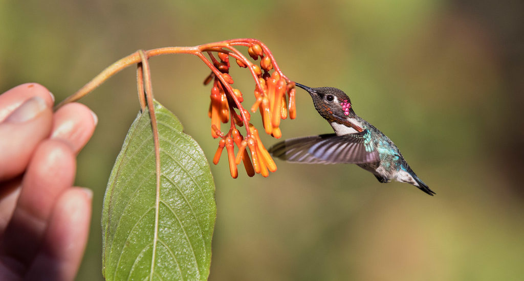 Animali più piccoli del mondo 
l'uccello più piccolo del mondo, un colibrì prende nel suo becco dei semi di una particolare pianta arancione, tenuta in mano da una persona