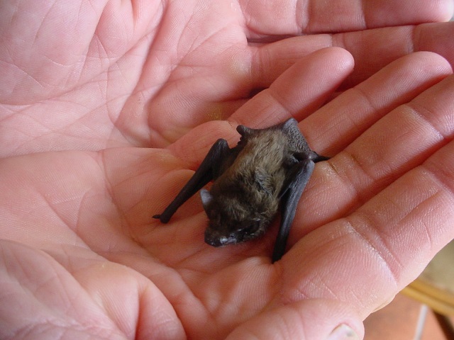 Animali più piccoli del mondo 
un pipistrello calabrone in mano a una persona