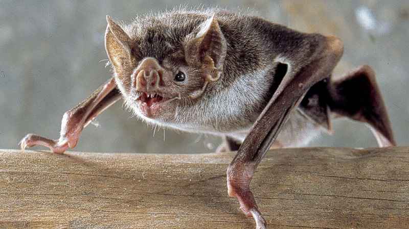 batman - pipistrello vampiro Desmodus Rotundus, a pancia in giù su quattro zampe, si appoggia a un pezzo di legno