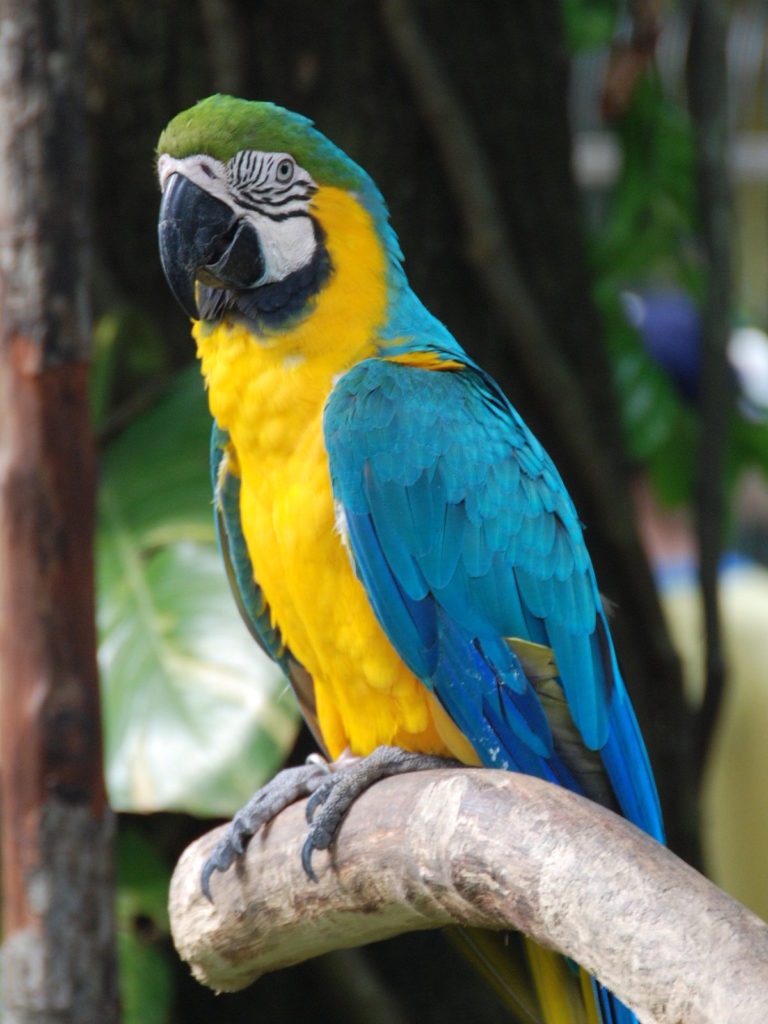 macao blu e giallo con la testa verde, su un ramo, dietro ci sono alcuni alberi