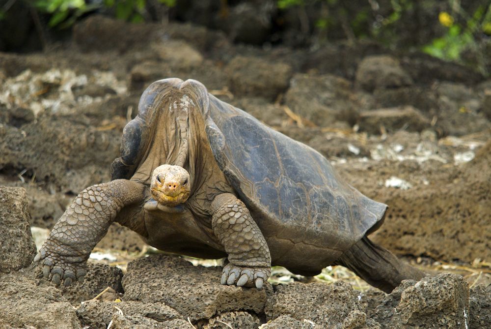 tartaruga gigante lonesome george su alcune rocce