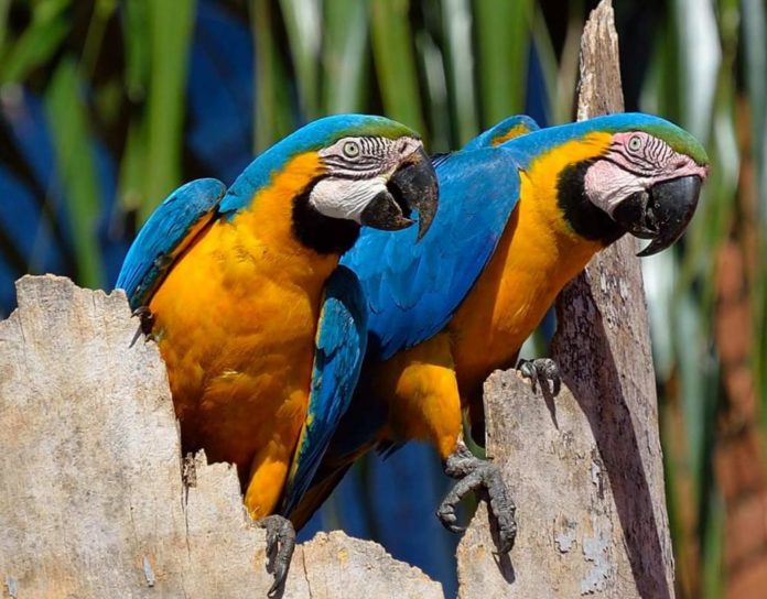 animali più longevi del mondo, due macao blu e gialli su una corteccia
