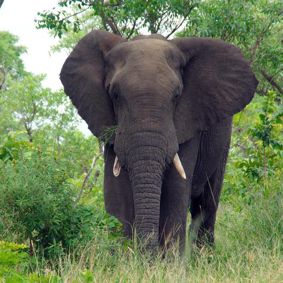 elefante tra cespugli e fili d'erba, dietro ci sono alcuni alberi