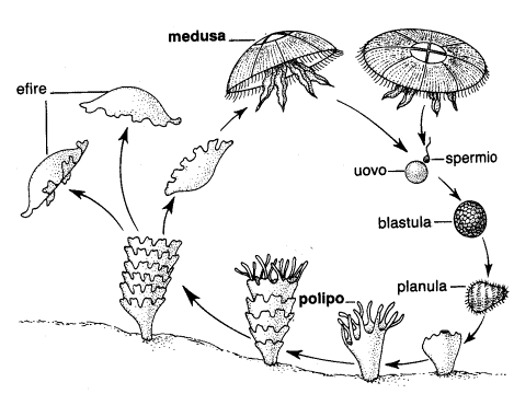 ciclo di vita di una medusa, disegno in bianco e nero